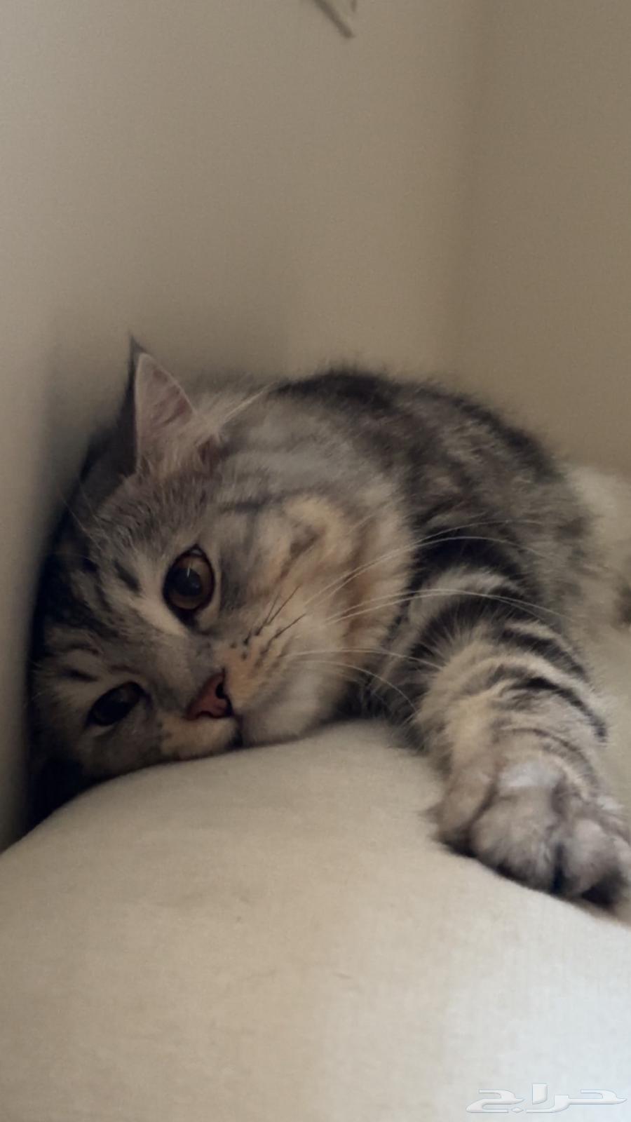 I am lost in Al-Taif Al-Saddad area, Al-Sinabel, a financial reward for whoever finds me 80063019336578563112