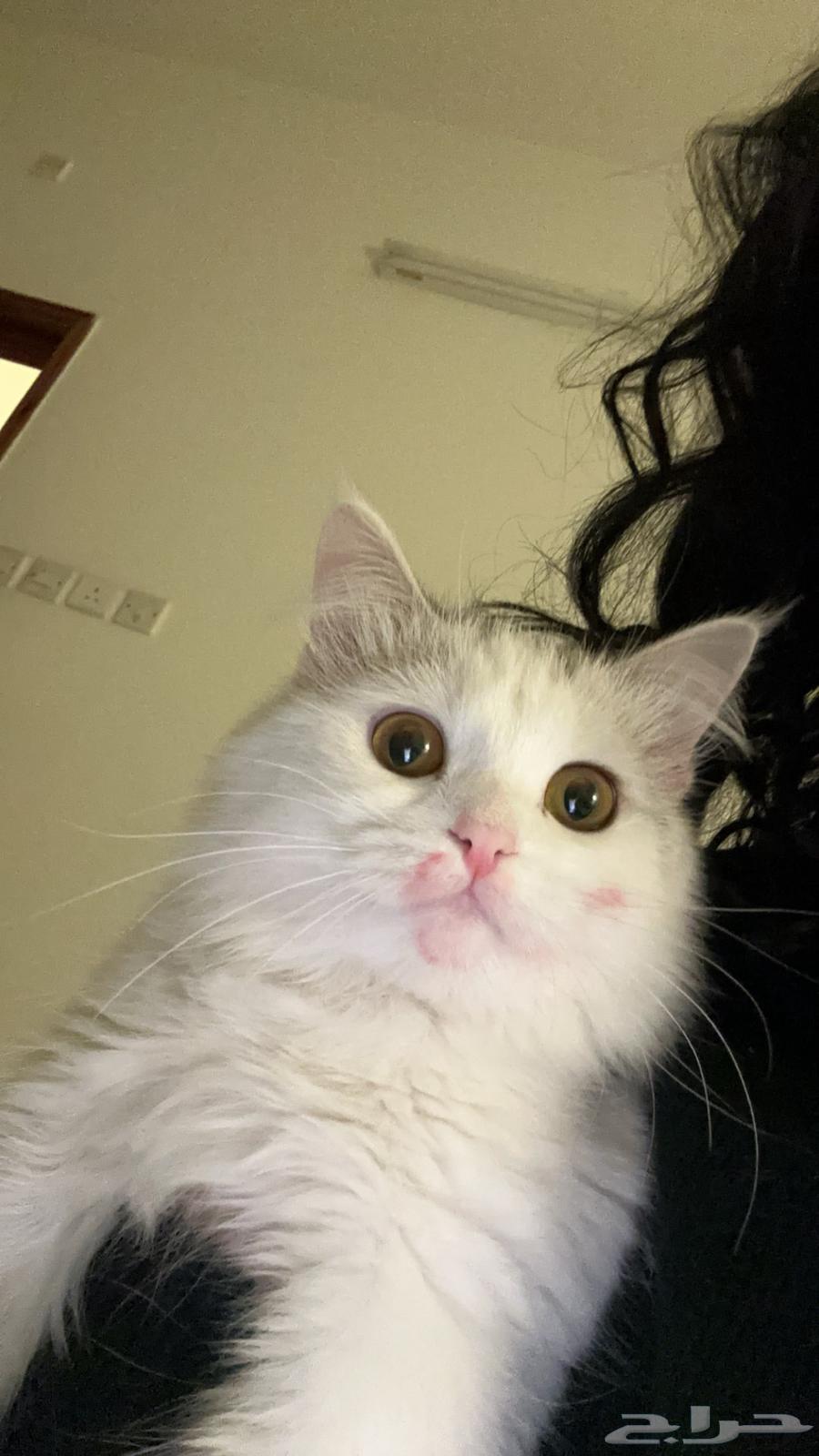 For sale, a cat aged one year and a half63019349209346113