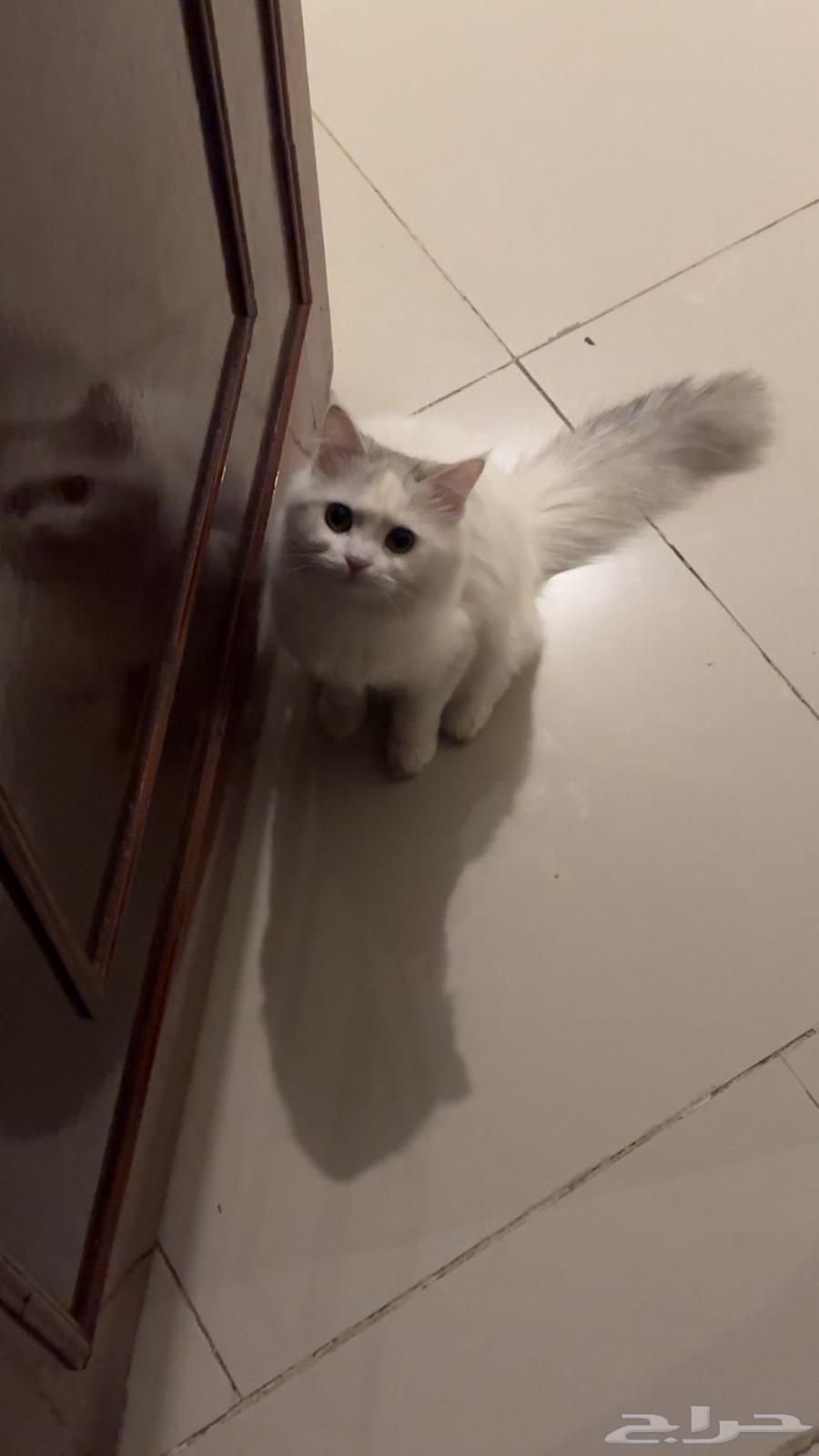 For sale, a cat aged one year and a half63019349209346111