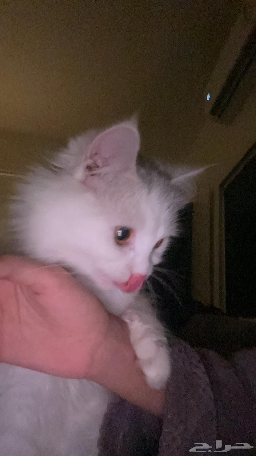 For sale, a cat aged one year and a half63019349209346112