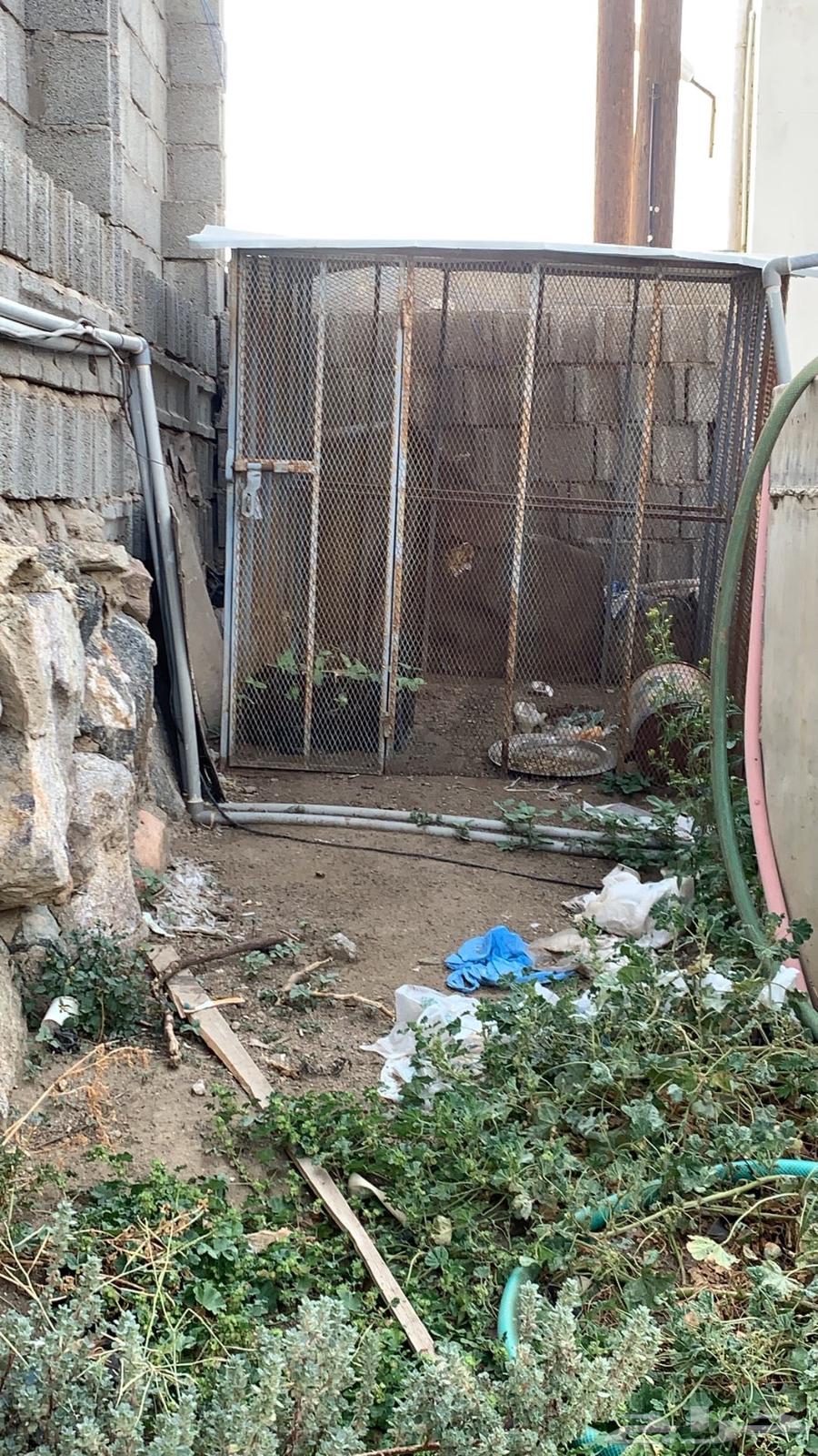 Clean chicken mesh for sale63018880050433111