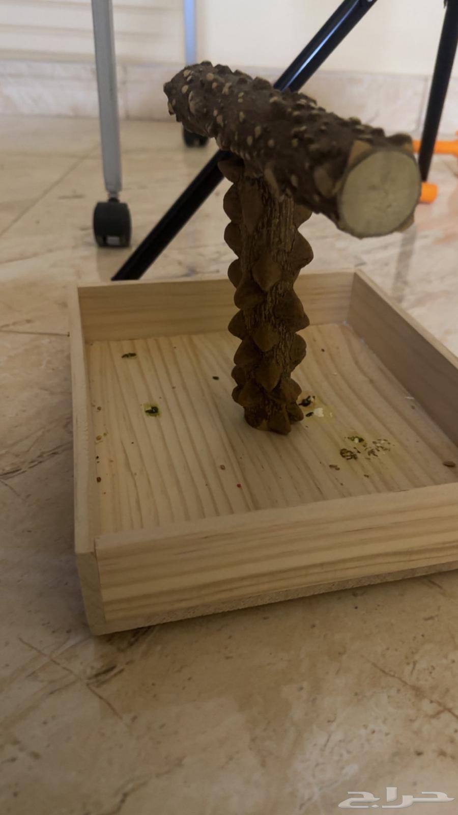 قفص كبير مع 2 مجثم63018404992771111
