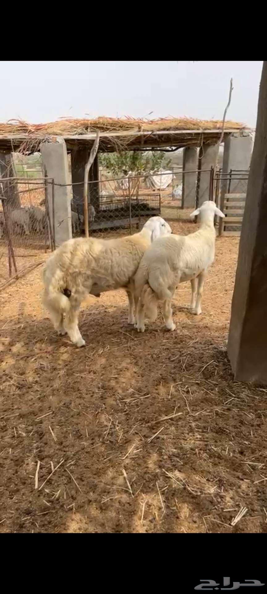 Projects Stallion (( Sold ))63016304315139111