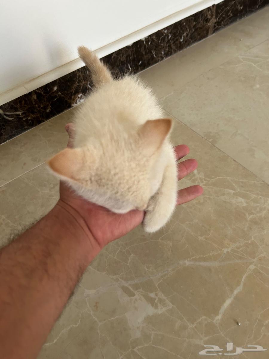 مجانا  قط كيتن للتبني63018443212034113