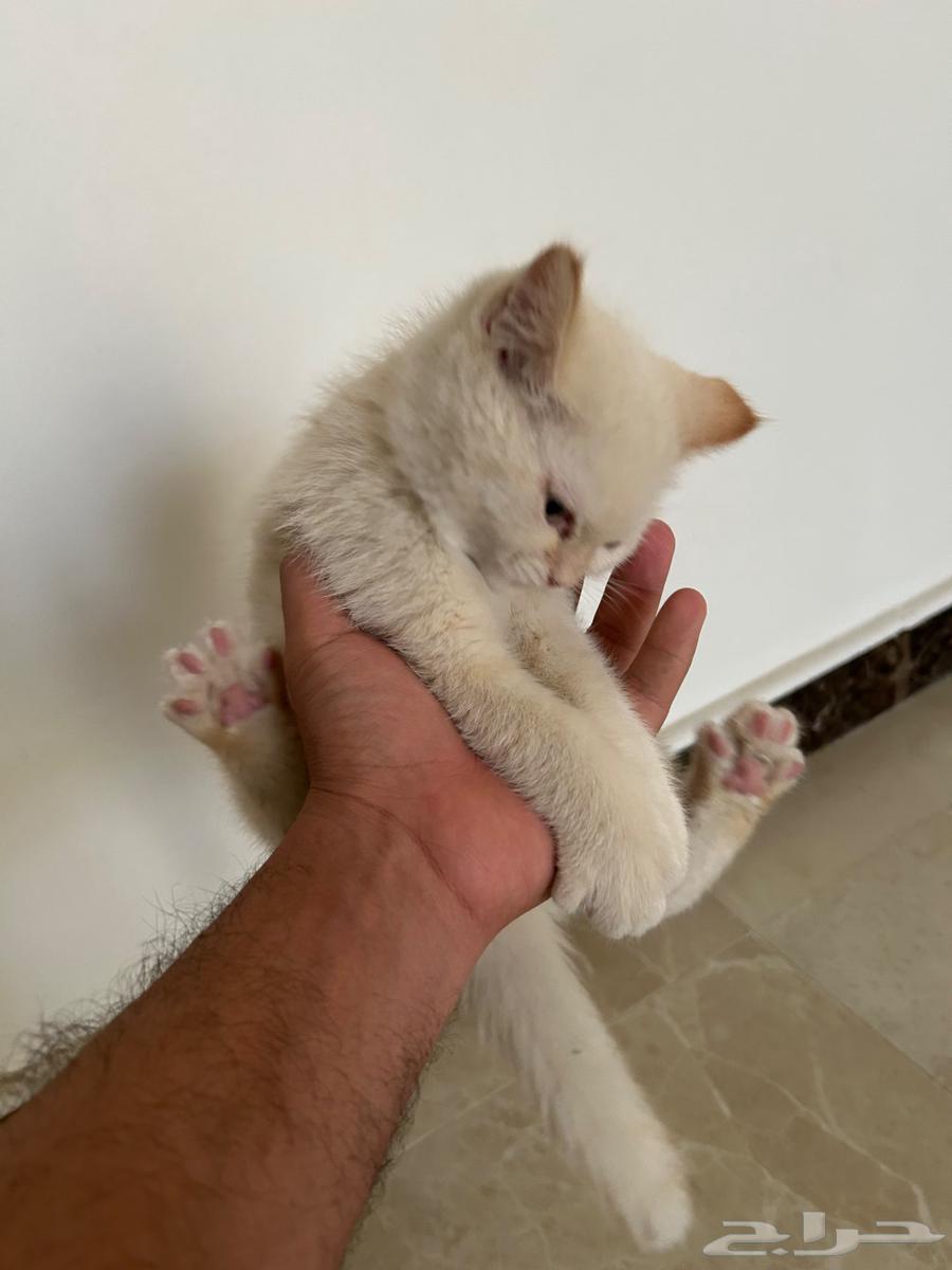 مجانا  قط كيتن للتبني63018443212034111