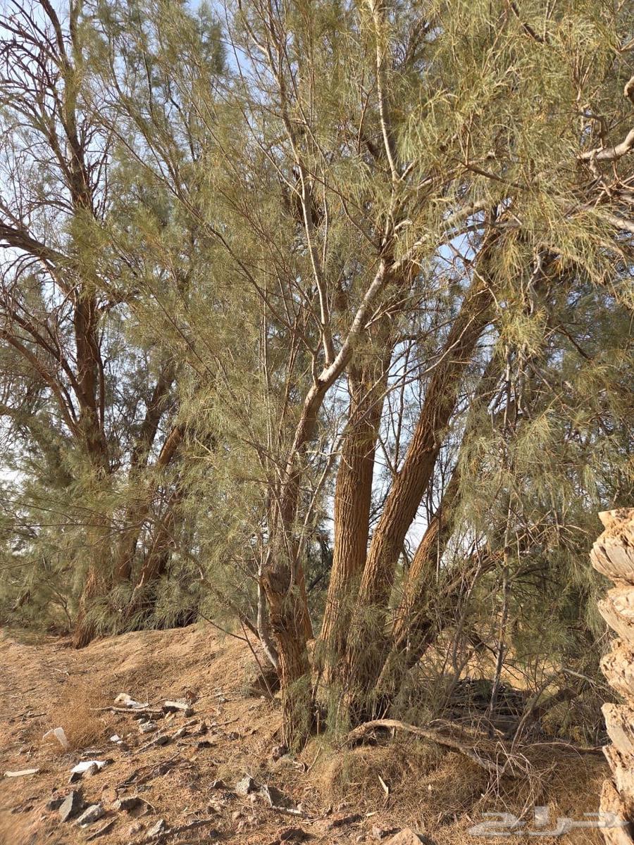 For sale: Acacia wood for traditional construction and making pergolas630166950359061116