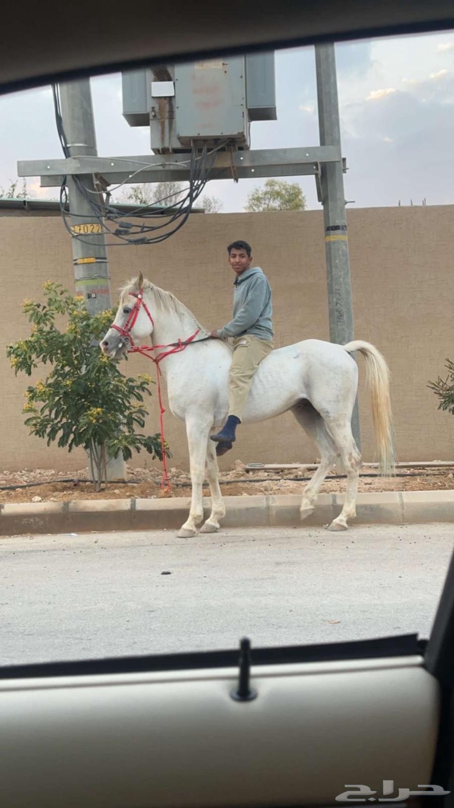 حصان شعبي للبيع63017994024321111