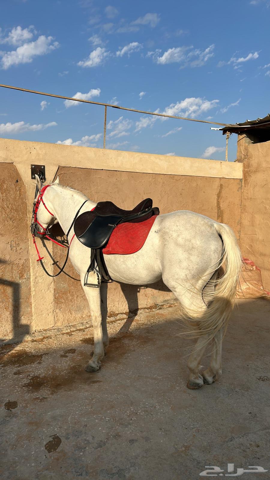 حصان شعبي للبيع63017994024321114