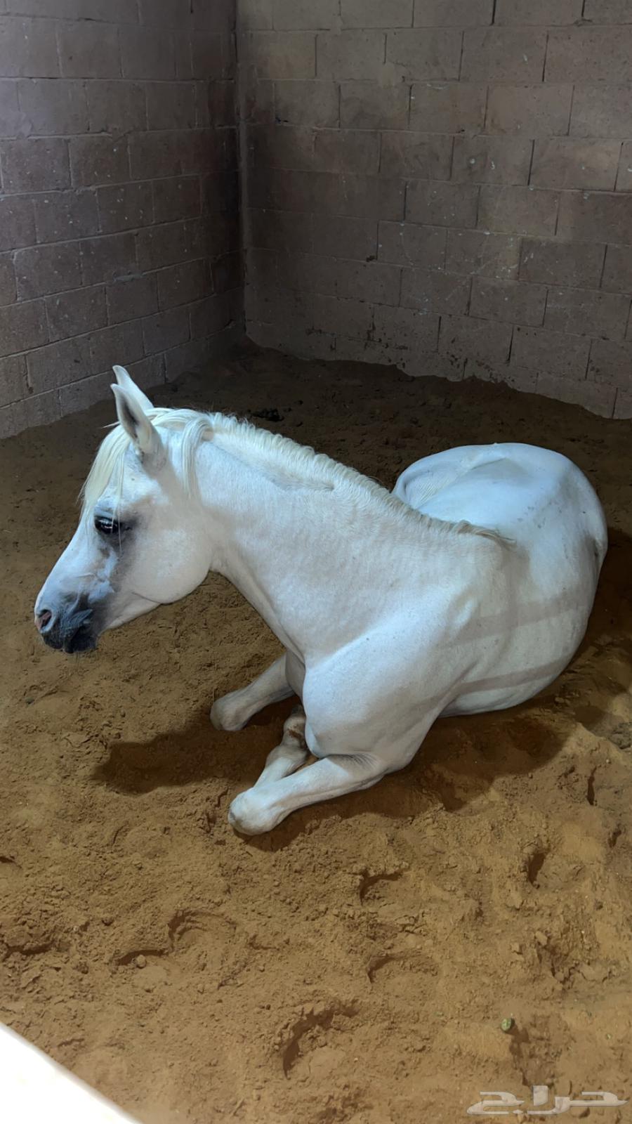 حصان شعبي للبيع63017994024321113