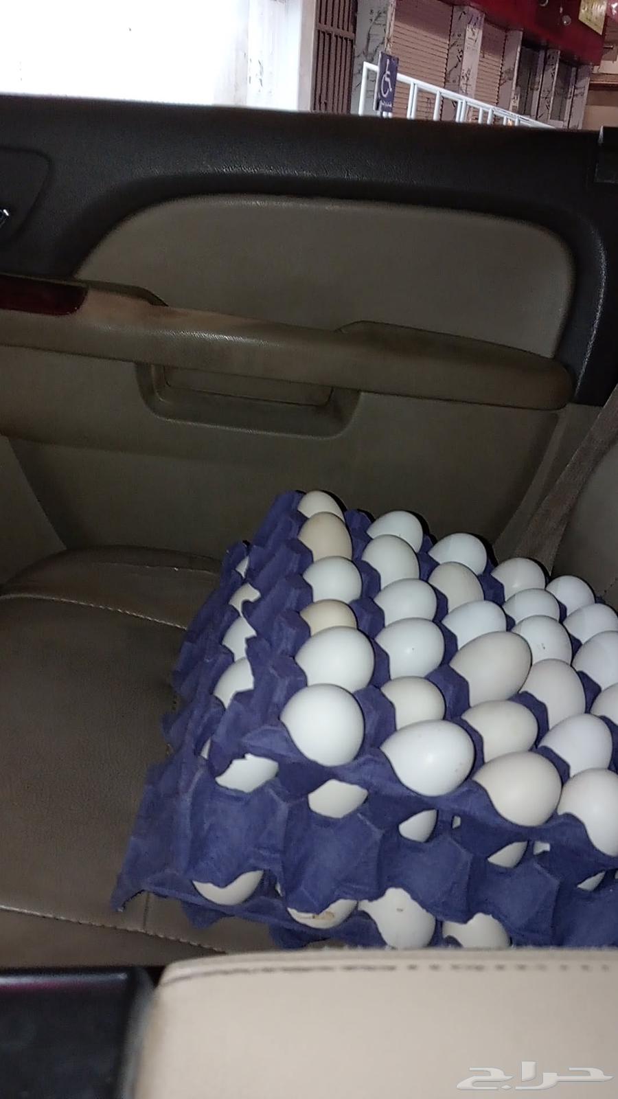 Local Eggs63017949223171110