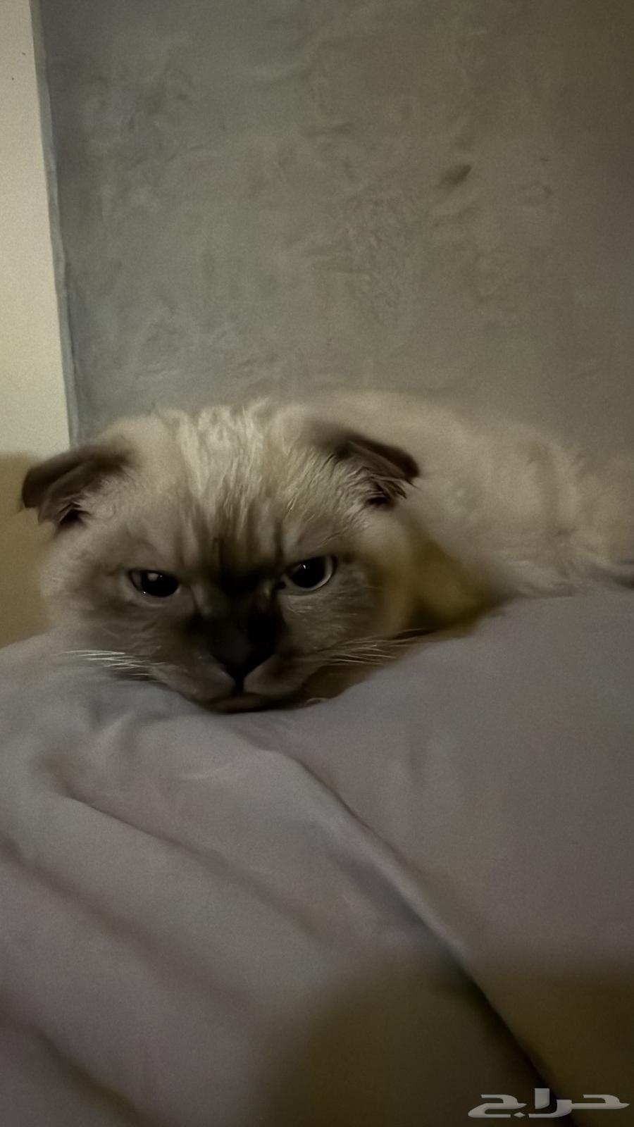Cat Himalaya63015883586305112
