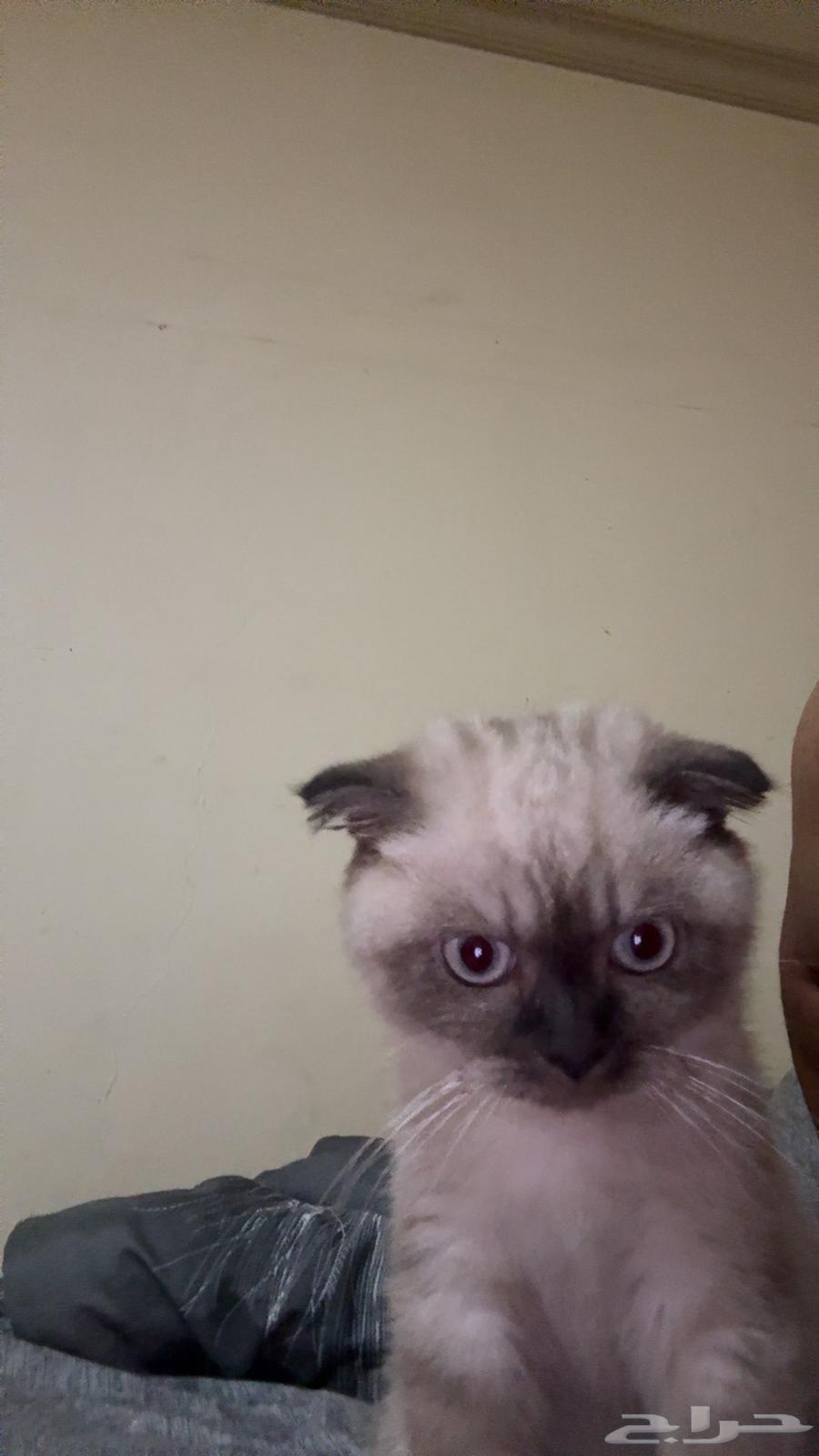 Cat Himalaya63015883586305111