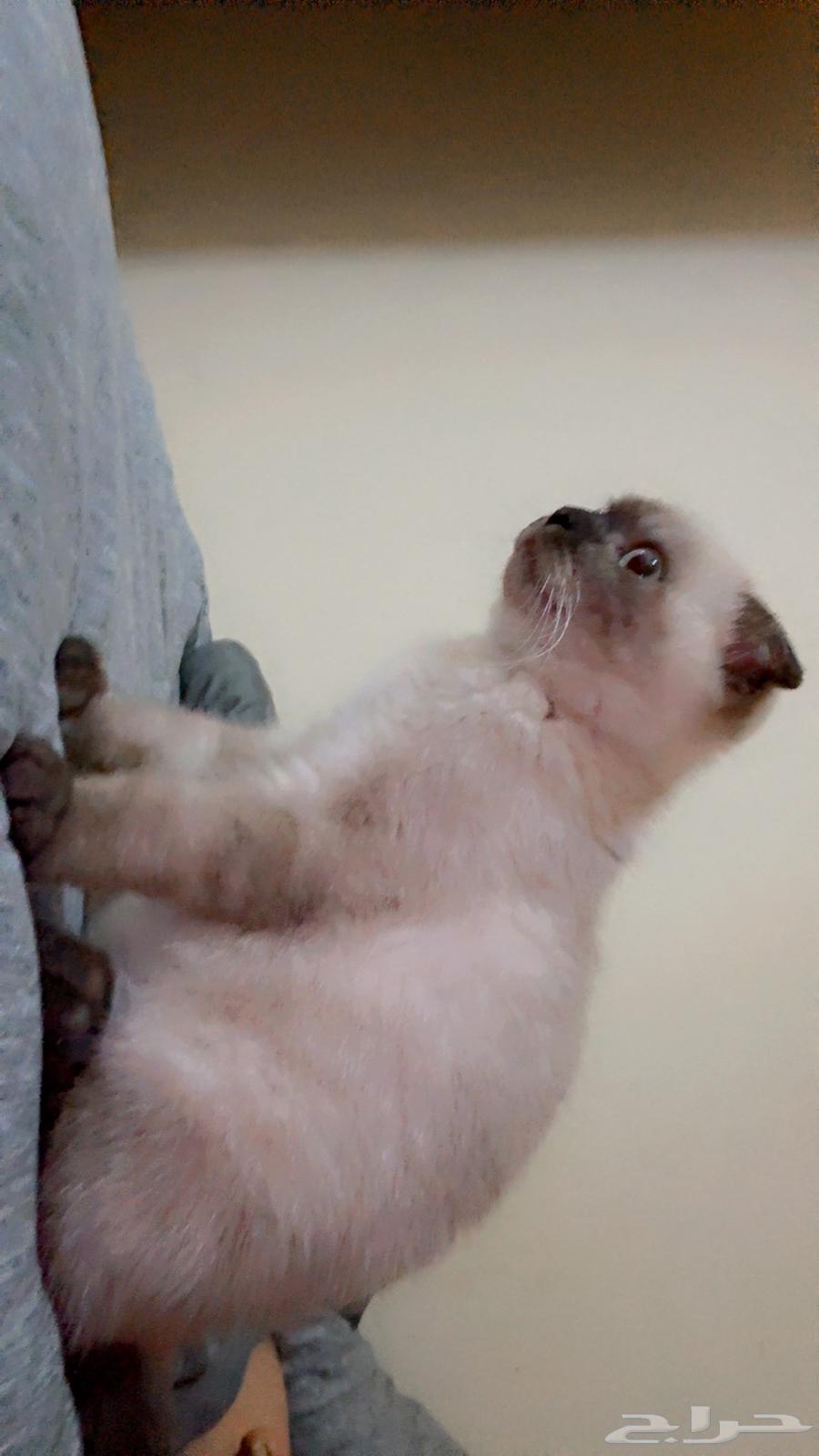 Cat Himalaya630158835863051110