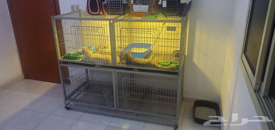 Large cat cage63017577455618111