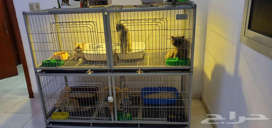 Large cat cage63017577455618112