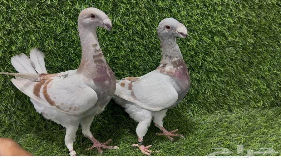 For sale: Beauty Homer (probably a product name, possibly "Beauty Homer" is a brand or model)63014973466115111