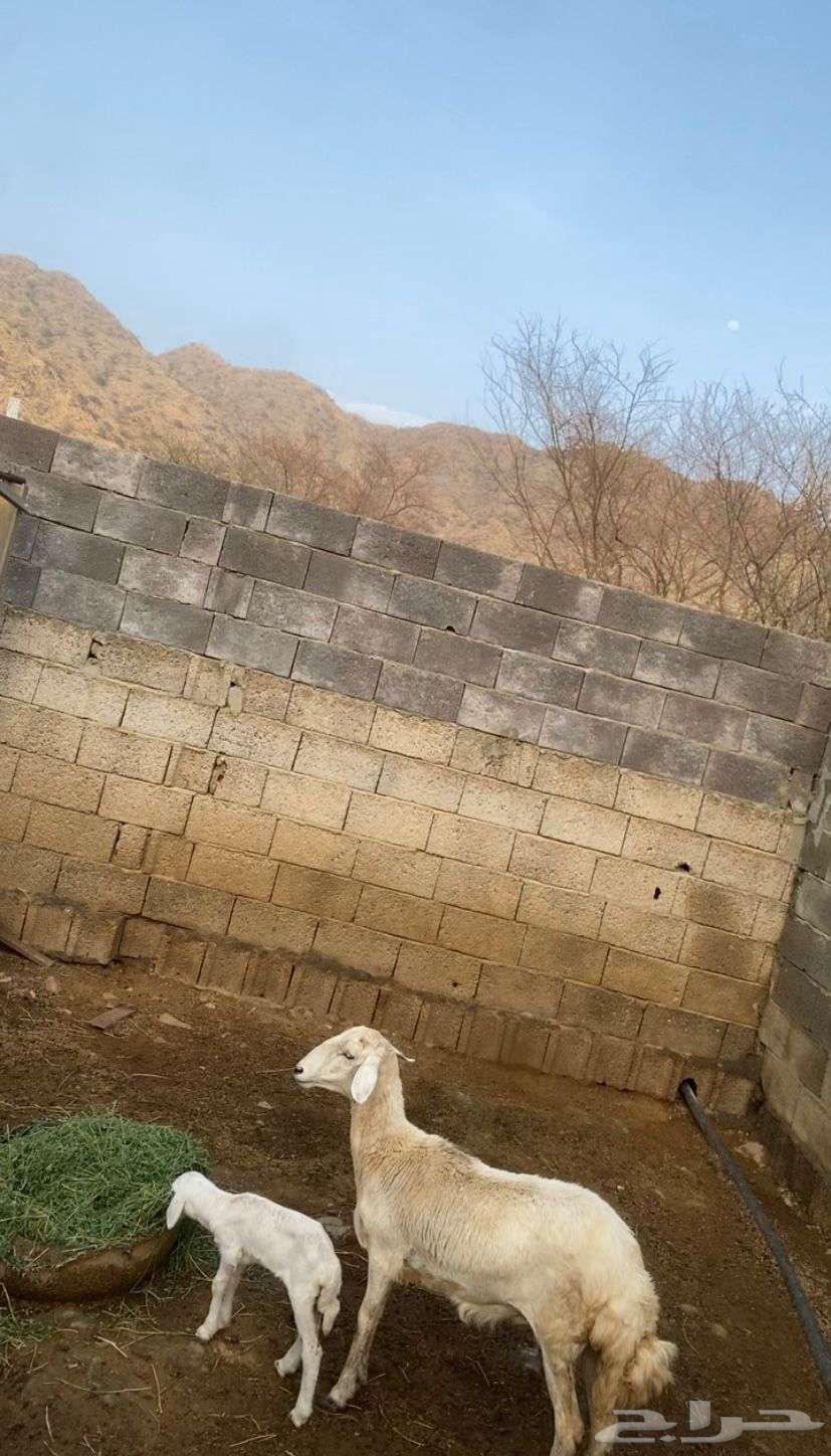 جذعه حريه _ انباااعت63014995346947111