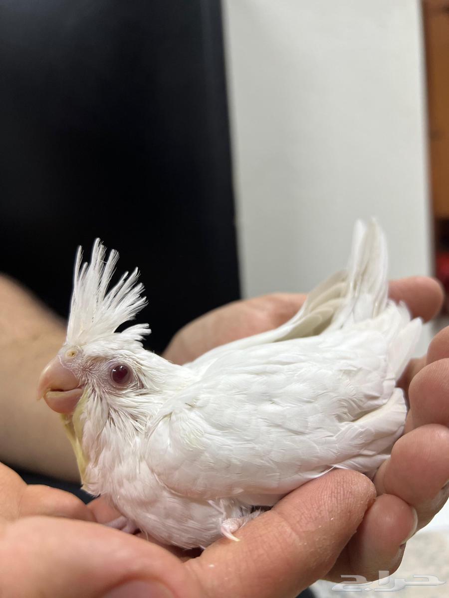 Faroukh Kourani al-Bino with red eyes (sold outside the site)630145136655381126