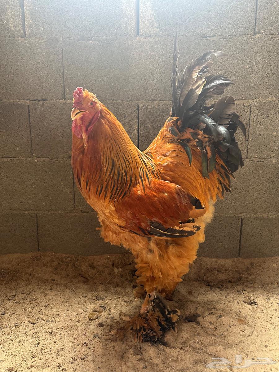 These Brahma63013583116163111