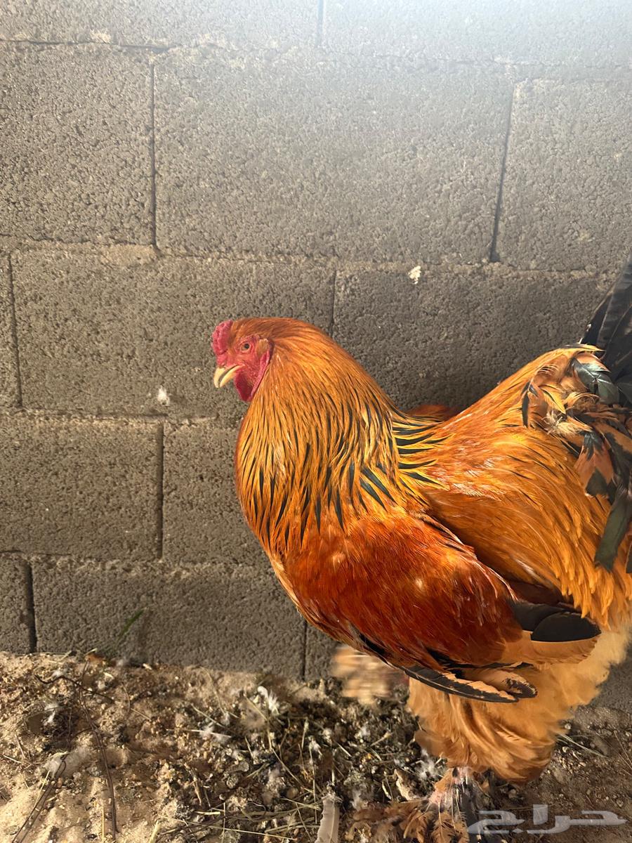These Brahma63013583116163112