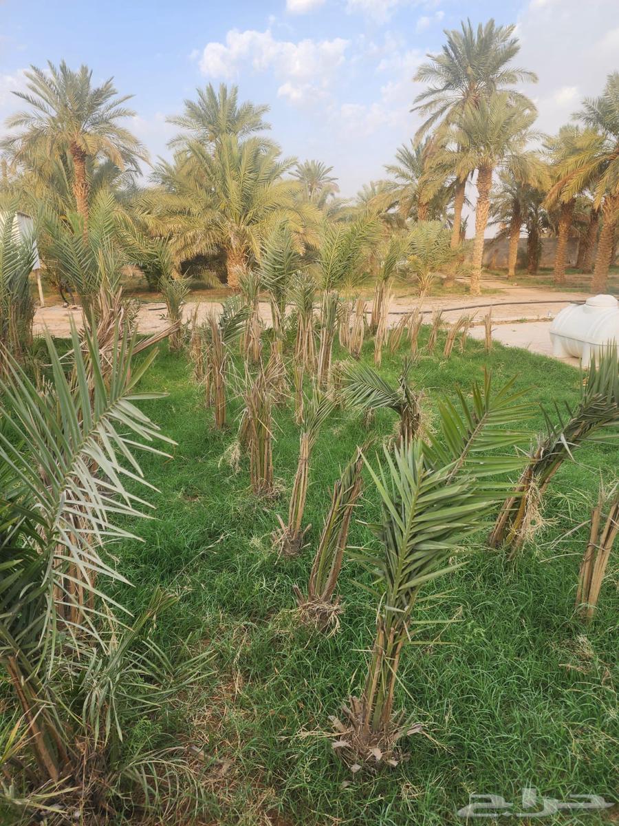 نخل للبيع نقايل63012238849665111