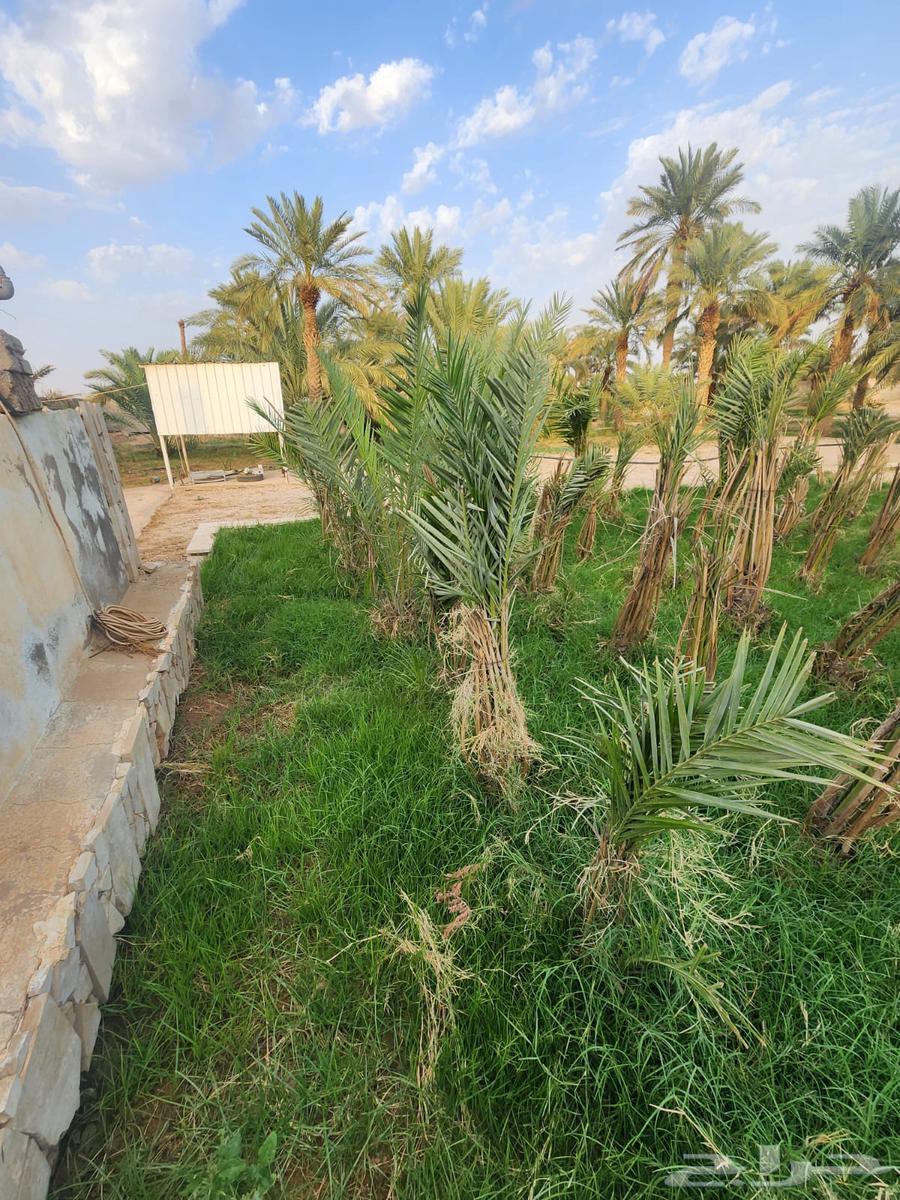 نخل للبيع نقايل63012238849665113