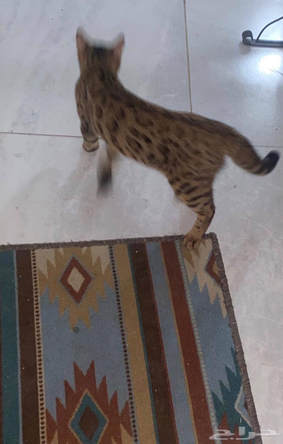 Bengal cat for sale, price reduced to 500 riyals63012734417537112
