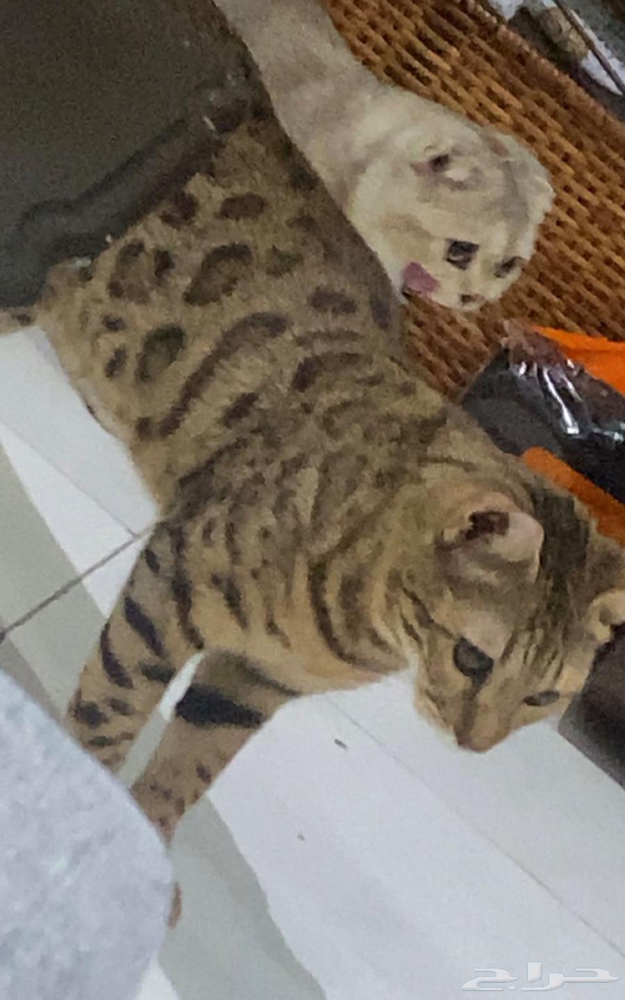 Bengal cat for sale, price reduced to 500 riyals63012734417537111