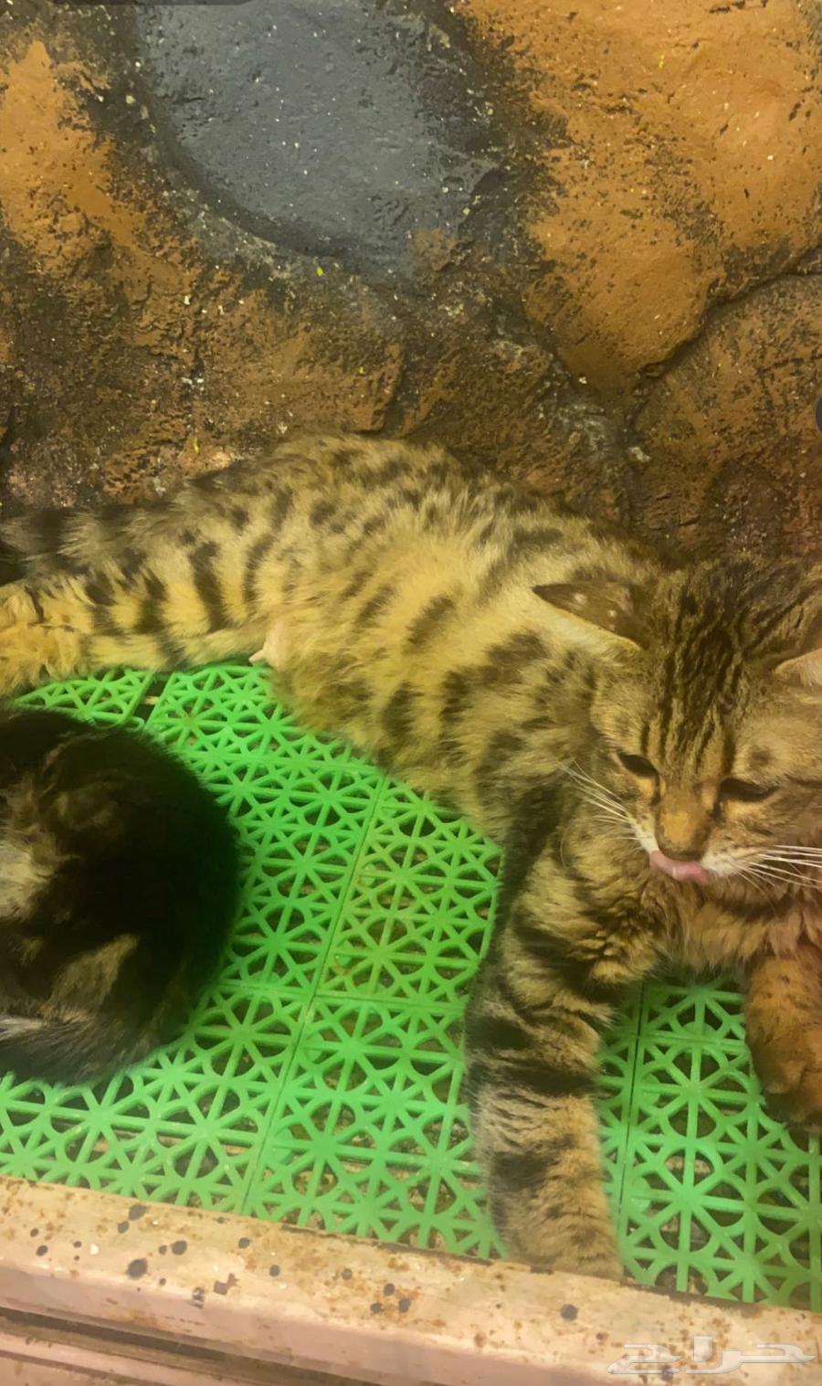 Bengal cat for sale, price reduced to 500 riyals63012734417537114