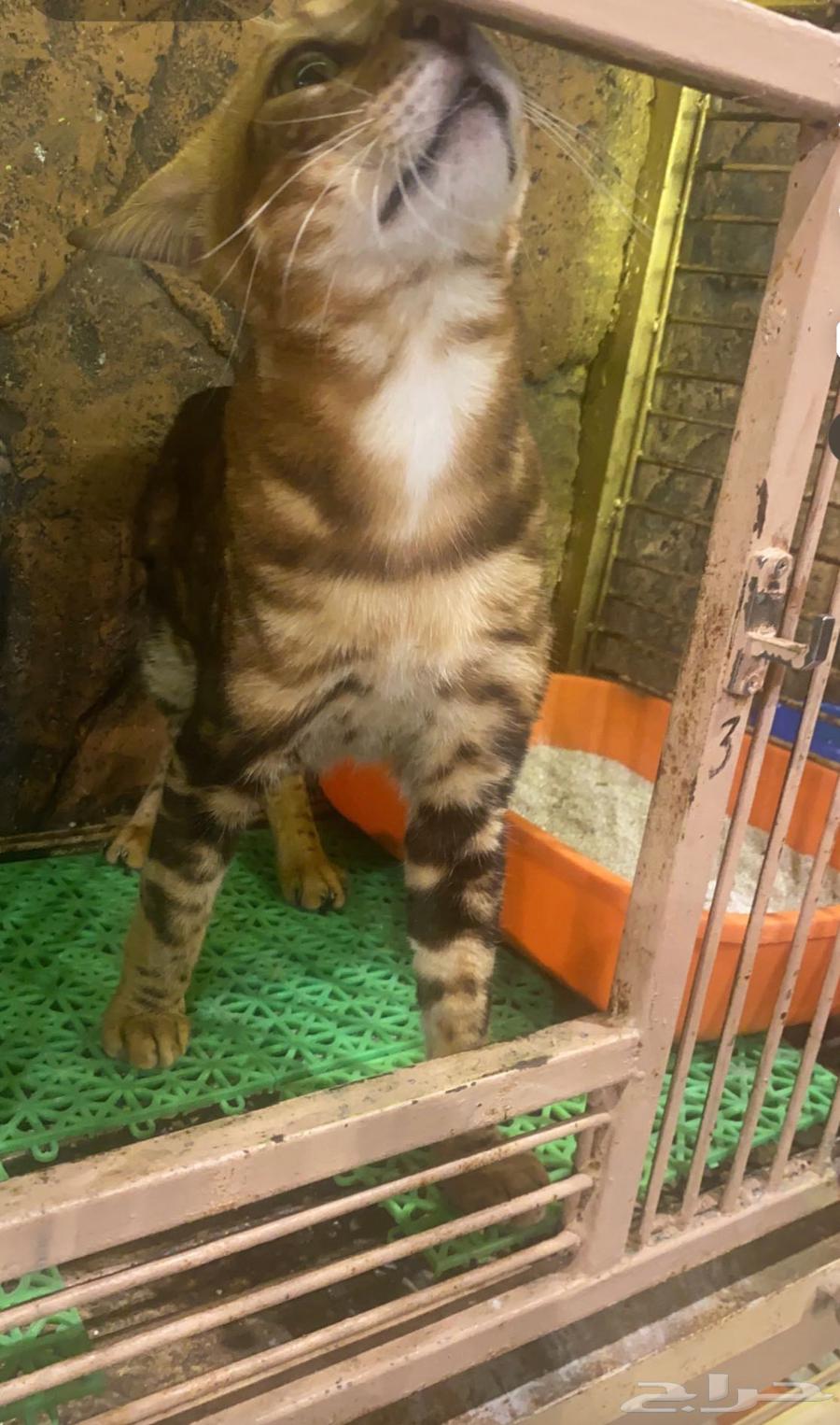 Bengal cat for sale, price reduced to 500 riyals63012734417537113