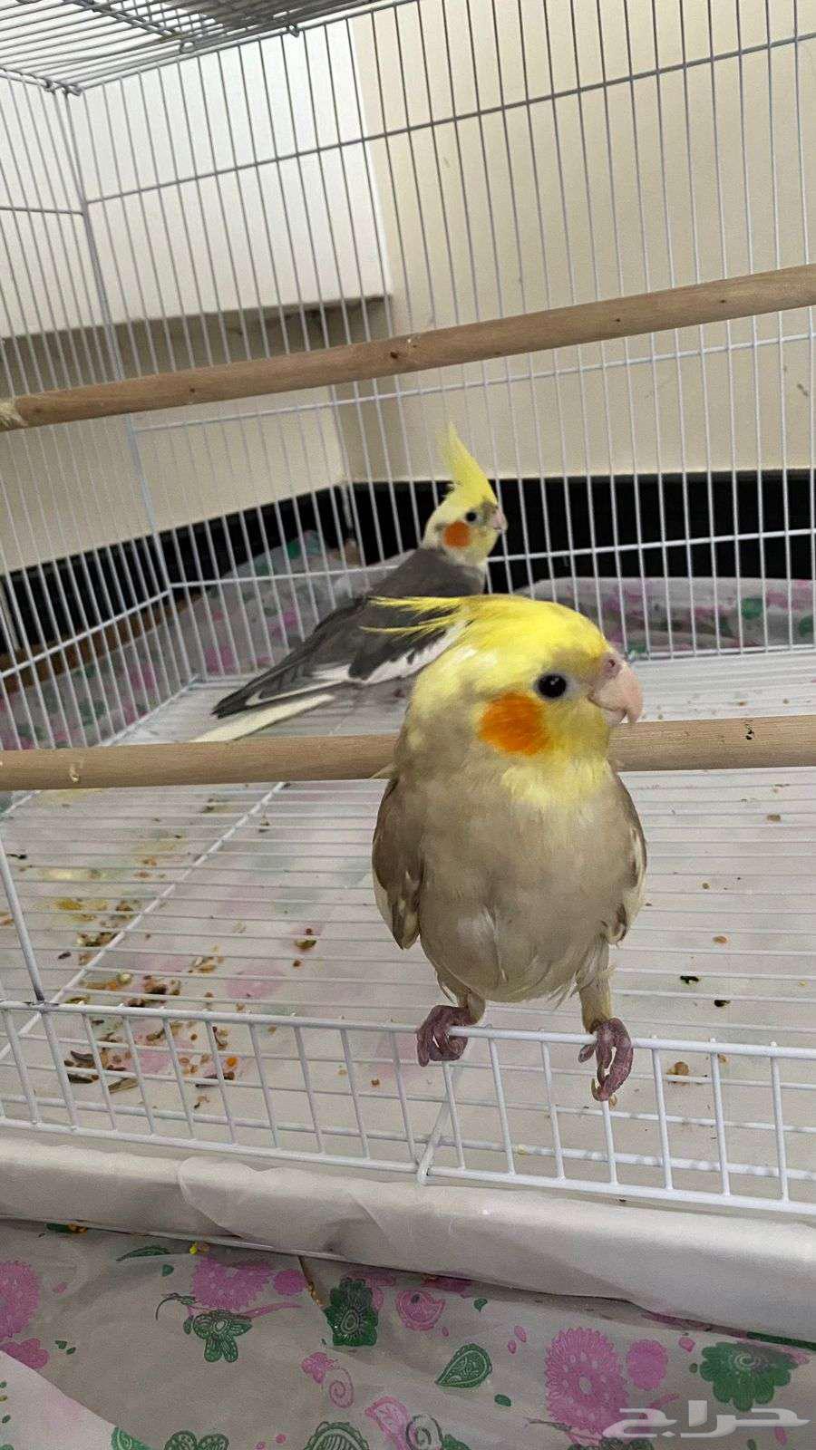 Pair of cranes for sale63013582630273112