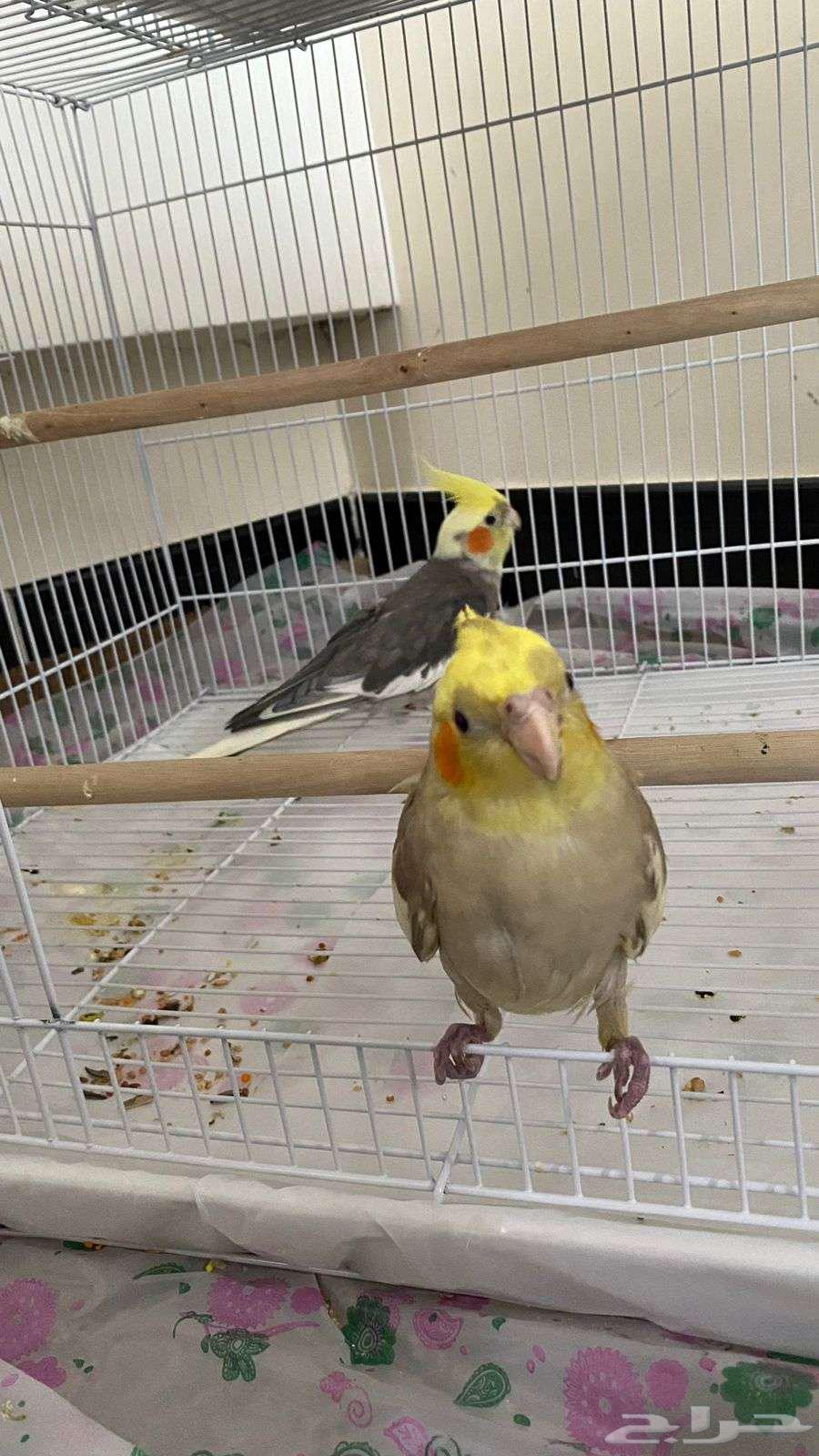 Pair of cranes for sale63013582630273111