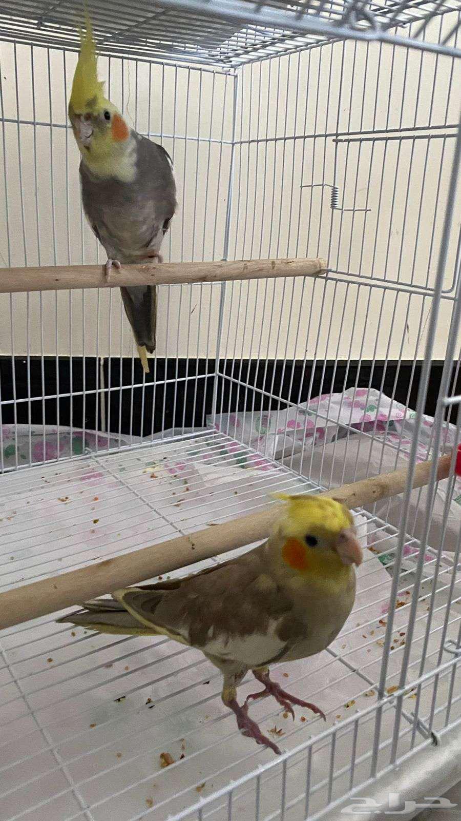 Pair of cranes for sale630135826302731126