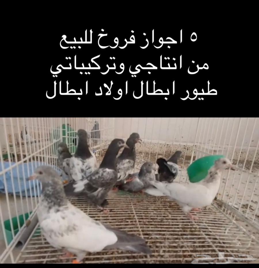 للبيع 5 اجواز طبات حمام باكستاني طيور ابطال630136104380171125
