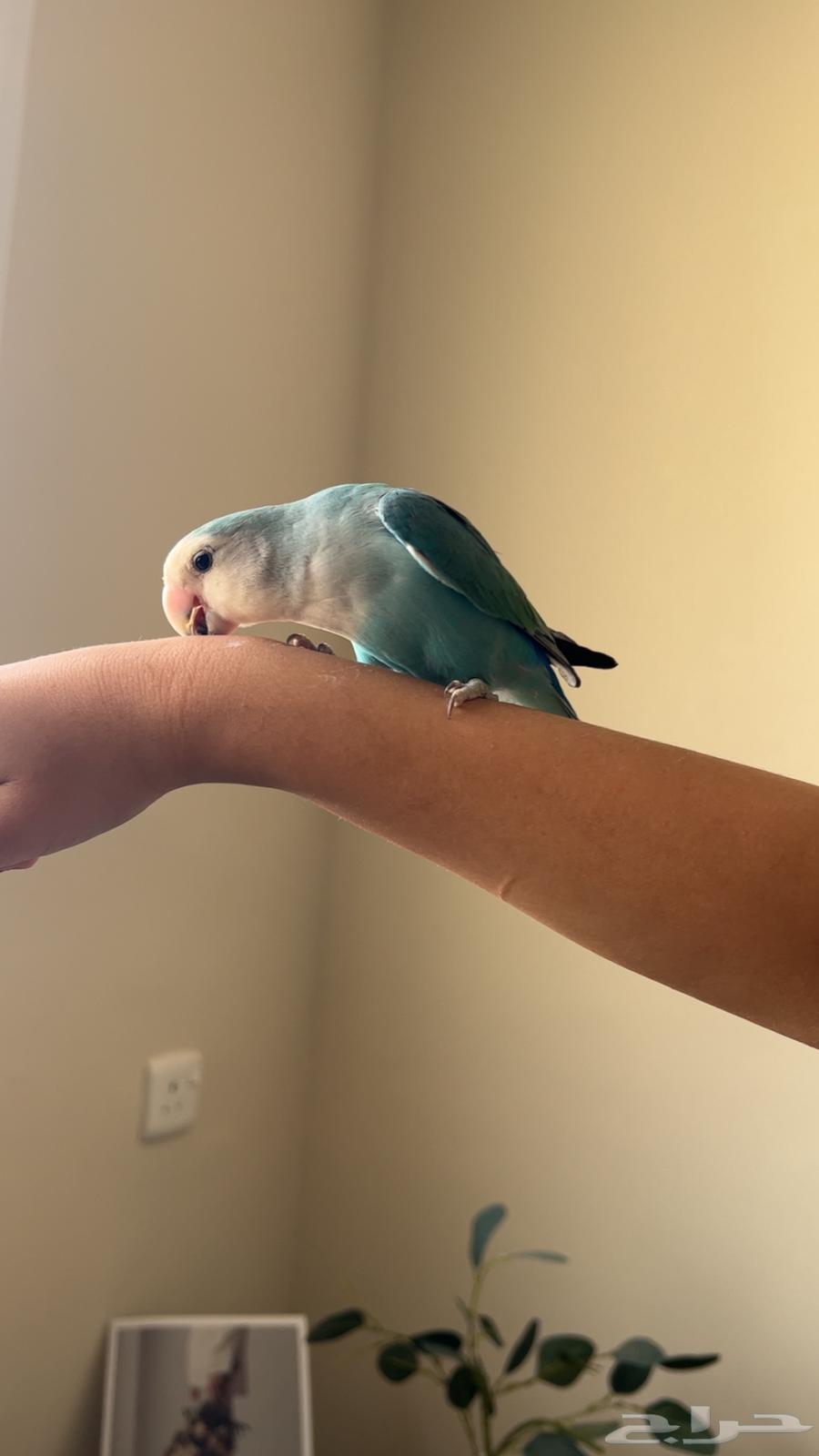Birds of the day63017577834498112