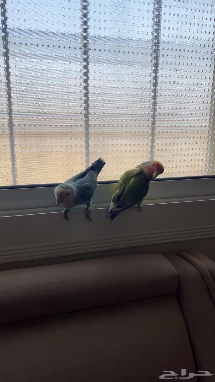 Birds of the day63017577834498113