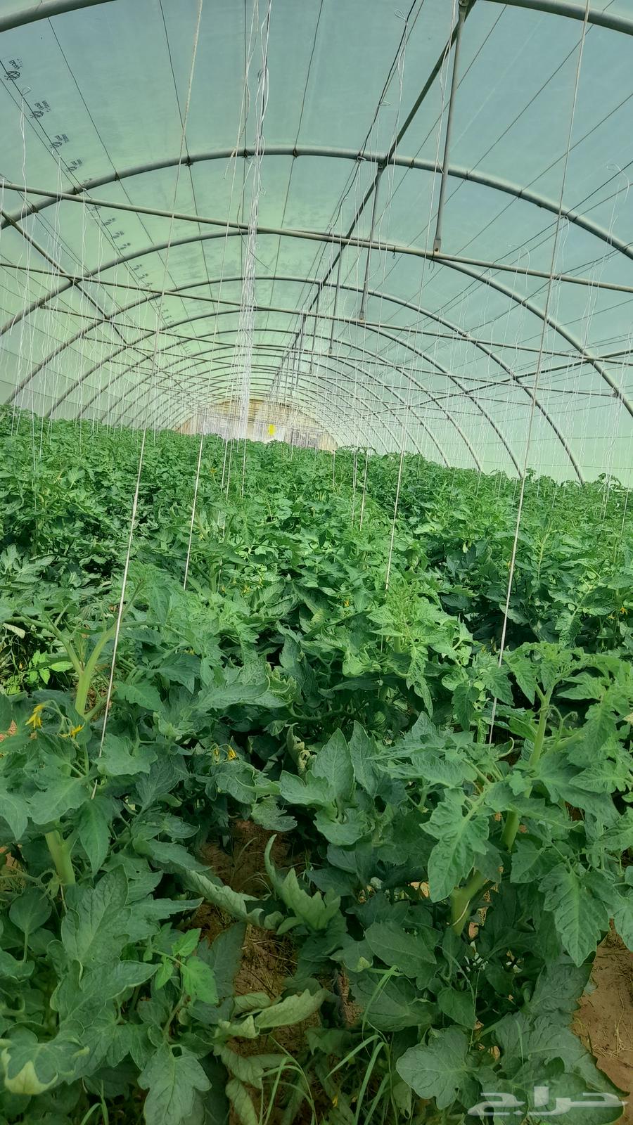 I am an Egyptian farmer looking for a job with experience in greenhouses and open fields.630193609589791119