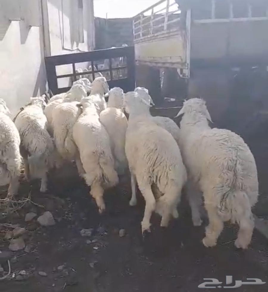 8 خروف طليان جبر ناهي جذعان فواخر بيع سمح63078558014210111