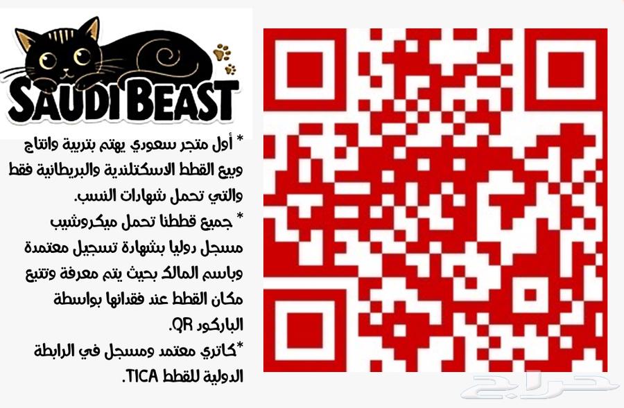 للبيع ذكر سكوتش ستريت كيتين63079415982209110