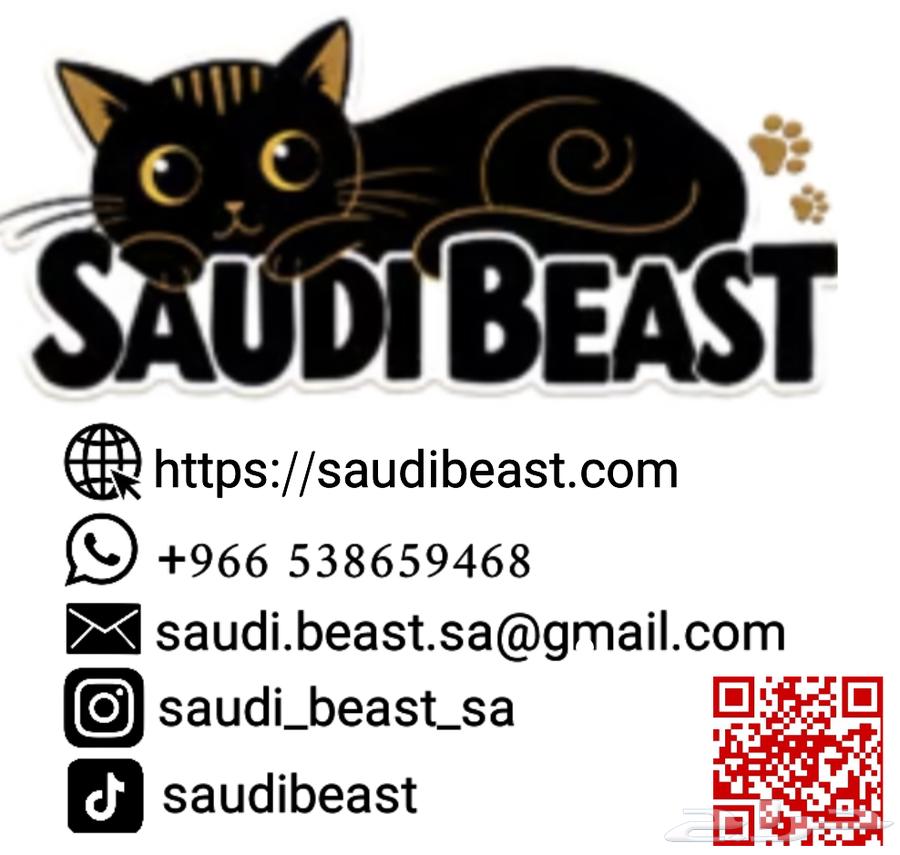 للبيع ذكر سكوتش ستريت كيتين63079415982209111