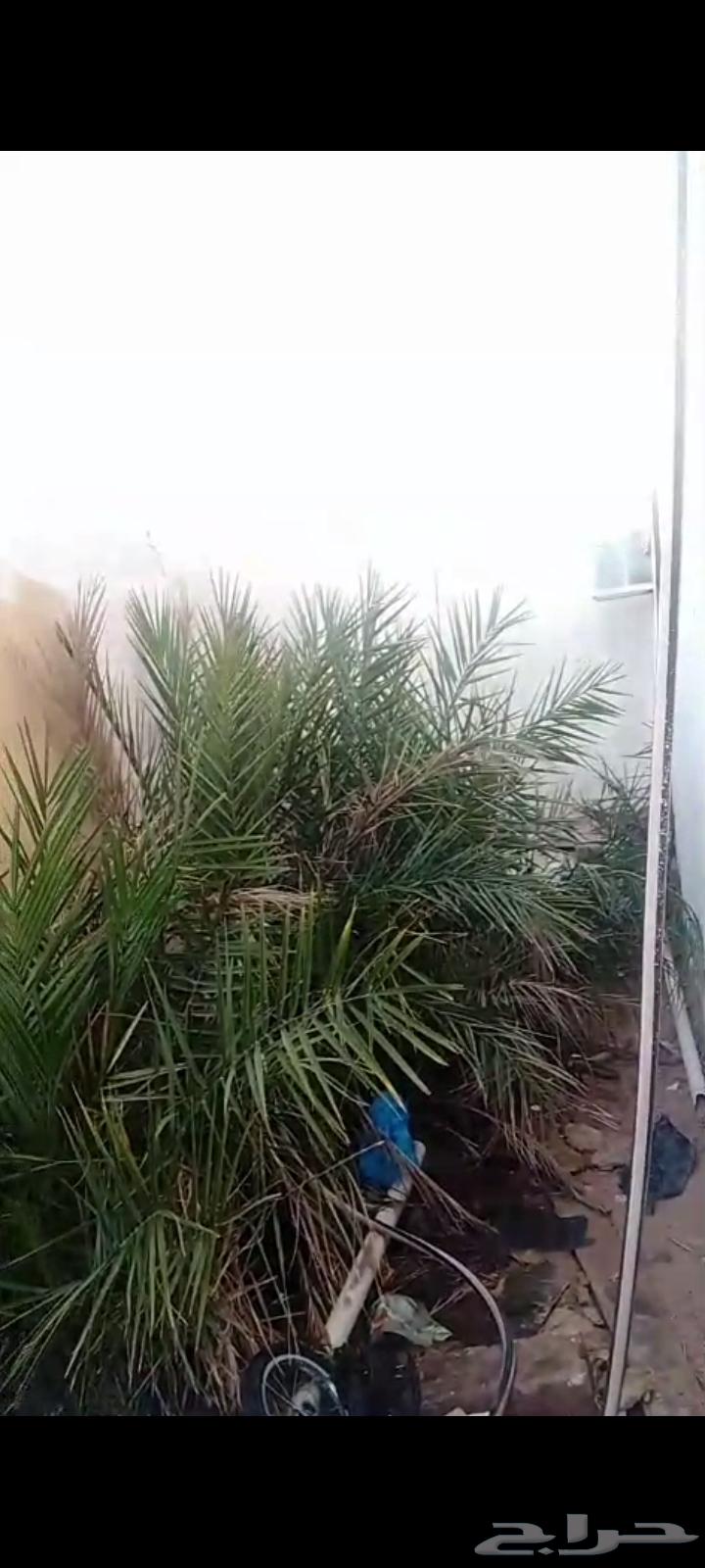 نخل للبيع عدد 60نخله630233310201611126