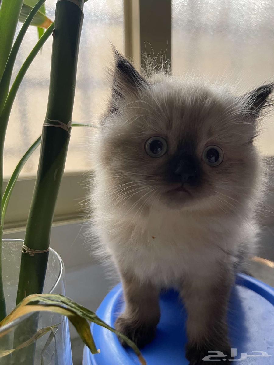 For sale: Kittens, Scottish Street and Fold, newborns aged one month630729163959051118