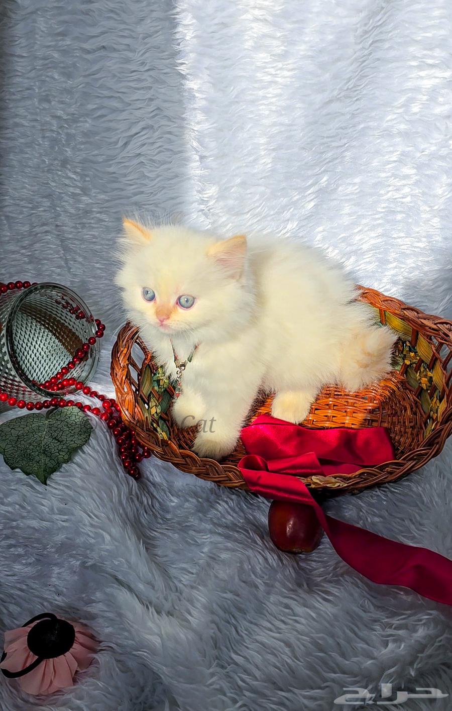 For sale: Persian Himalaya Orange cat, a female cat for sale63018880181889113