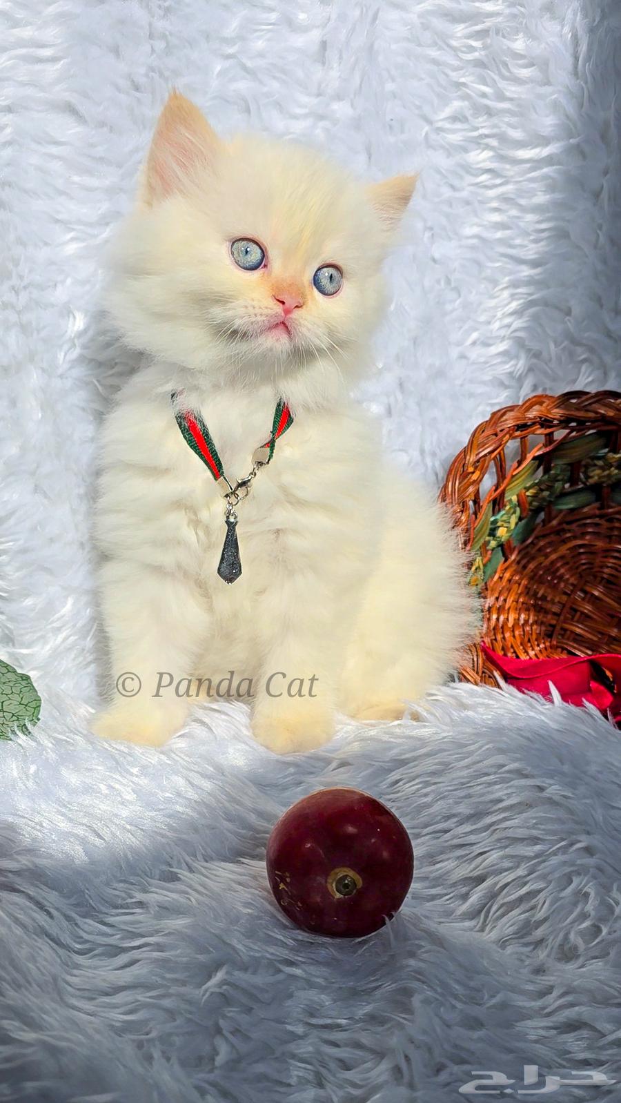 For sale: Persian Himalaya Orange cat, a female cat for sale63018880181889111