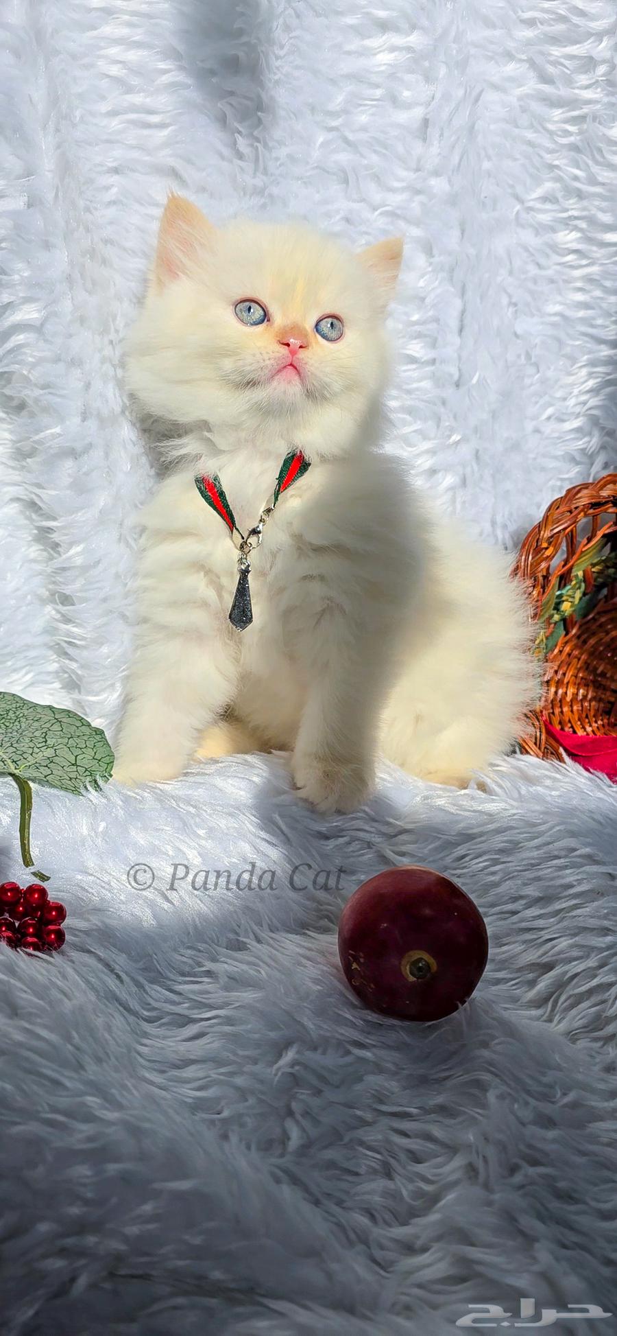 For sale: Persian Himalaya Orange cat, a female cat for sale63018880181889112