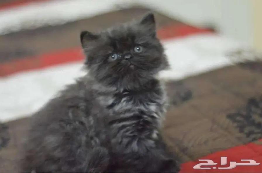 كيتن هاف بيكي (( تم البيع ))63022439882755112