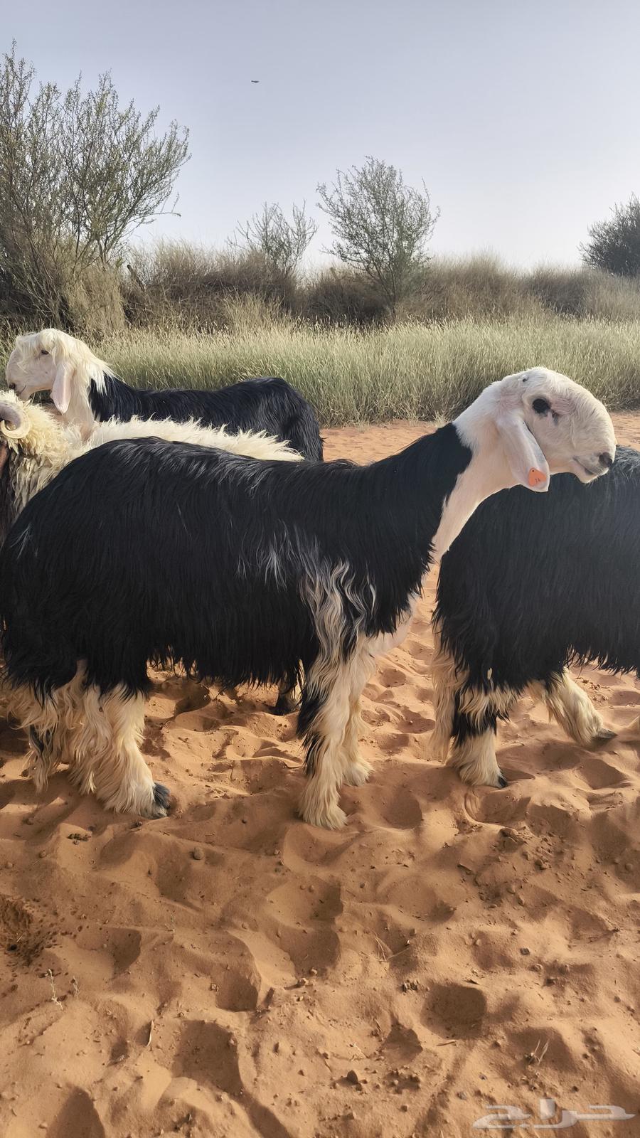 Najdi sheep are luxurious victims63181525970049111