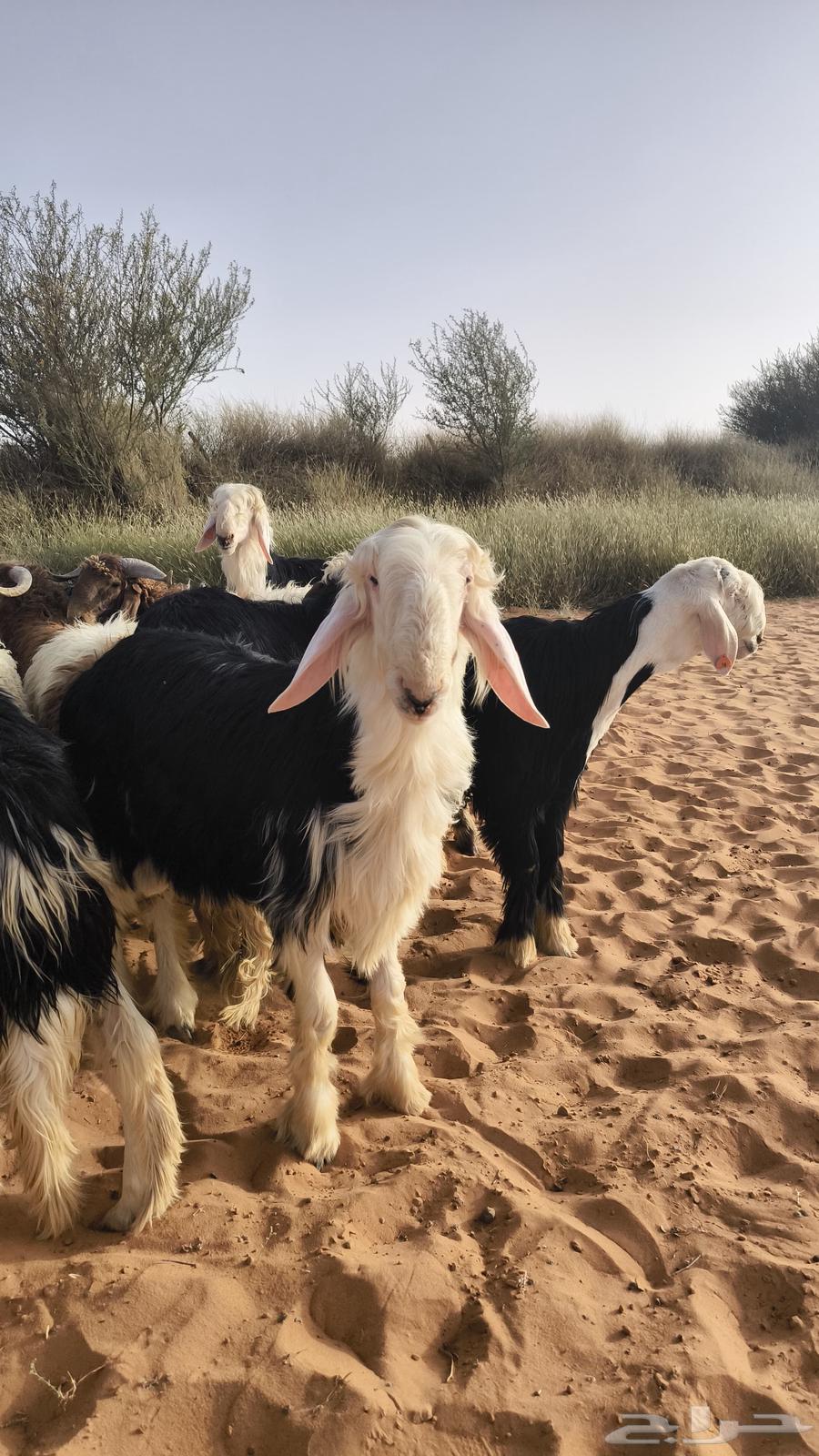 Najdi sheep are luxurious victims63181525970049111