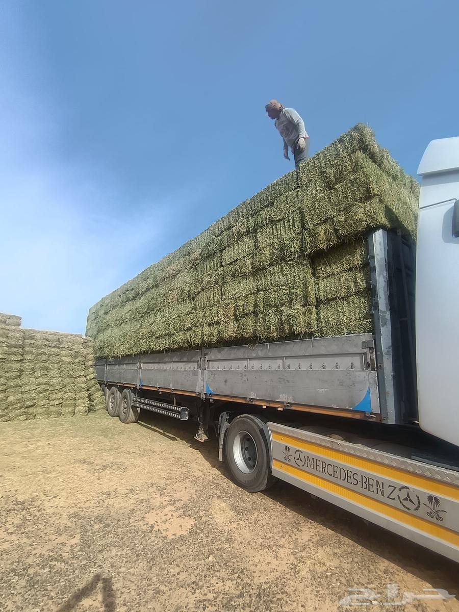 Barley wheat corn barley63080224156931111