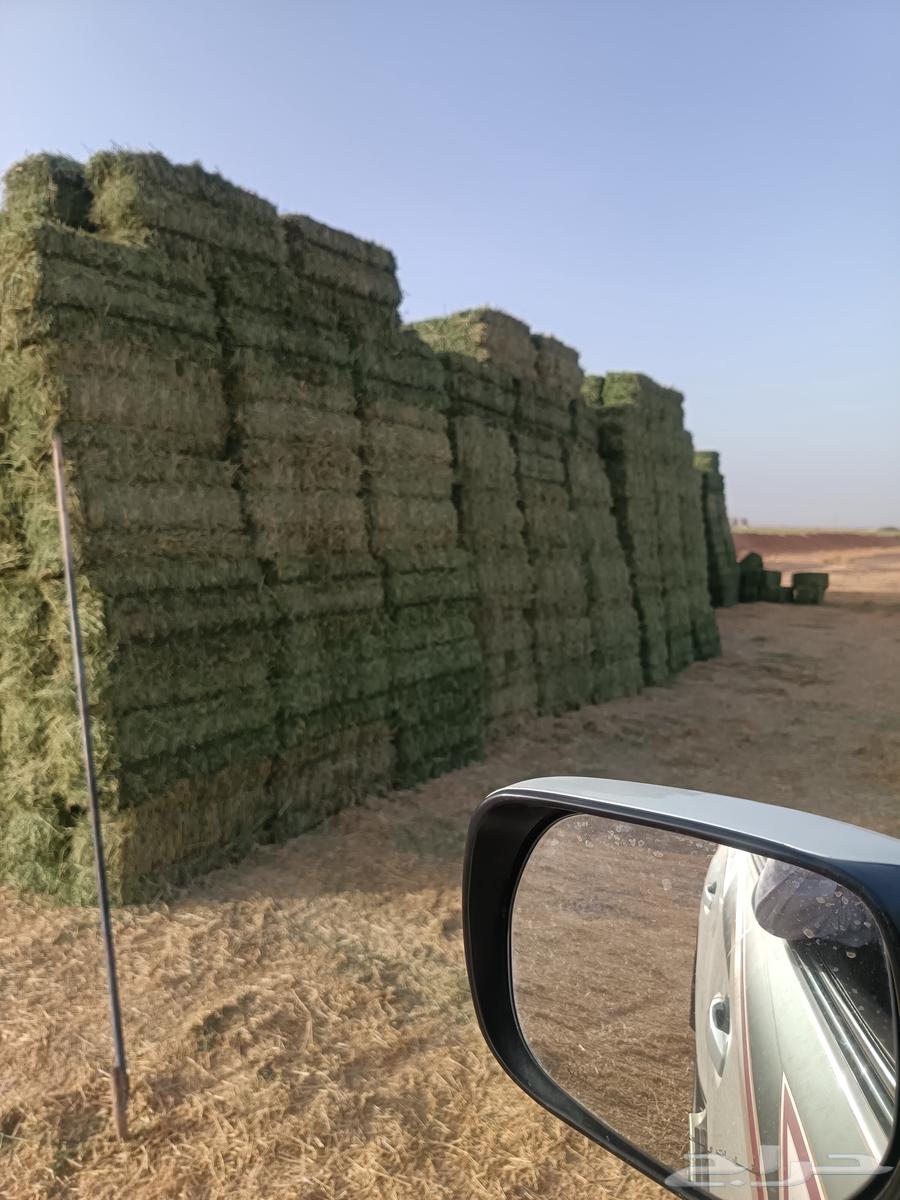 Barley wheat corn barley63080224156931112